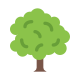 Oak Tree icon