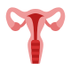 Uterus icon