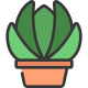 Echeveria icon