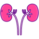 Kidneys icon