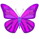 Papillon icon