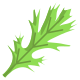 Mizuna Leaf icon