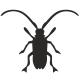 Longhorn Beetle icon