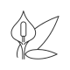 Spathiphyllum icon