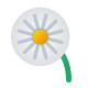 Dandelion icon