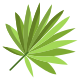 Cabbage Palmetto Leaf icon