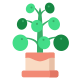 Pilea icon