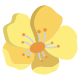Buttercup icon