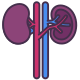 Kidney icon