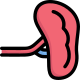 Anatomy icon