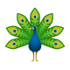 Peacock icon