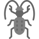 scarabeo terrestre icon