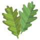 внешние-дубовые листья-icongeek26-плоские-icongeek26 icon