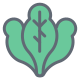 Spinach icon