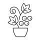 Berry Shrubs And Vines icon