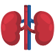 Kidney icon