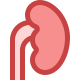 Kidney icon