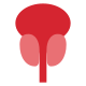 próstata icon