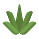 Aloe Vera icon