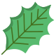 American Holly Leaf icon