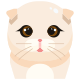 猫 icon