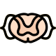 Anatomy icon