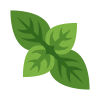 Coriander