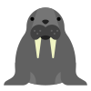 Walrus