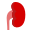 Kidney Icon