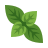 Basil