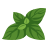 Spearmint