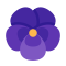 violet-flower