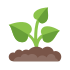 sprout