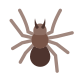 spider -v2 icon