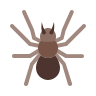 Spider Control