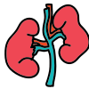 kidney--v1