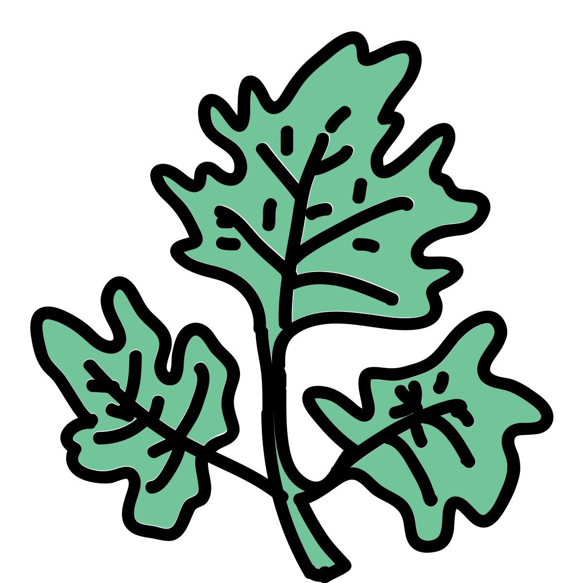 doodle style lettuce icon