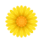 blossom