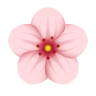 cherry-blossom