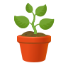 Indoor Outdoor Plants