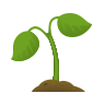 Flower Plants