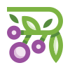 external berries-fruits-and-berries-basicons-color-danil-polshin-5 icon