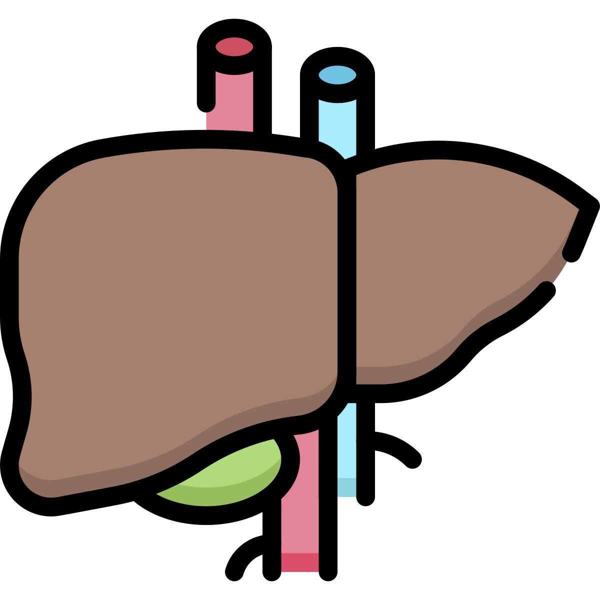 liver icon