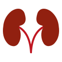 external kidney-healthy-medic-creatype-flat-colourcreatype icon