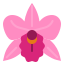 external-orchid-natural-scent-ddara-flat-ddara