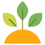 external-growth-ecology-fauzidea-flat-fauzidea