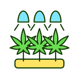 external Cultivation-cannabis-filled-color-icons-papa-vector icon