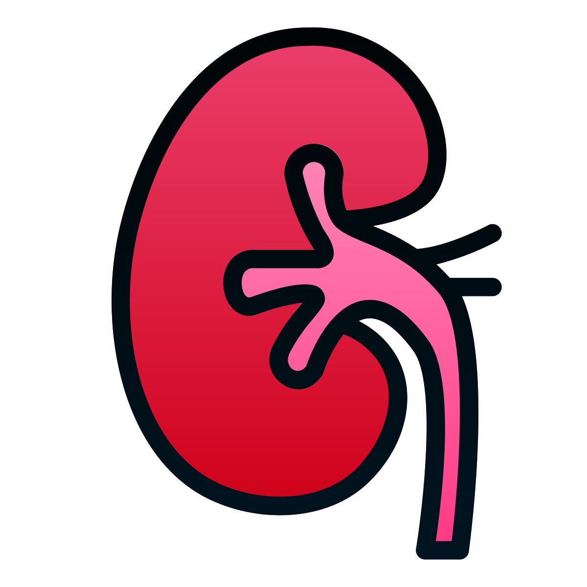 kidney icon