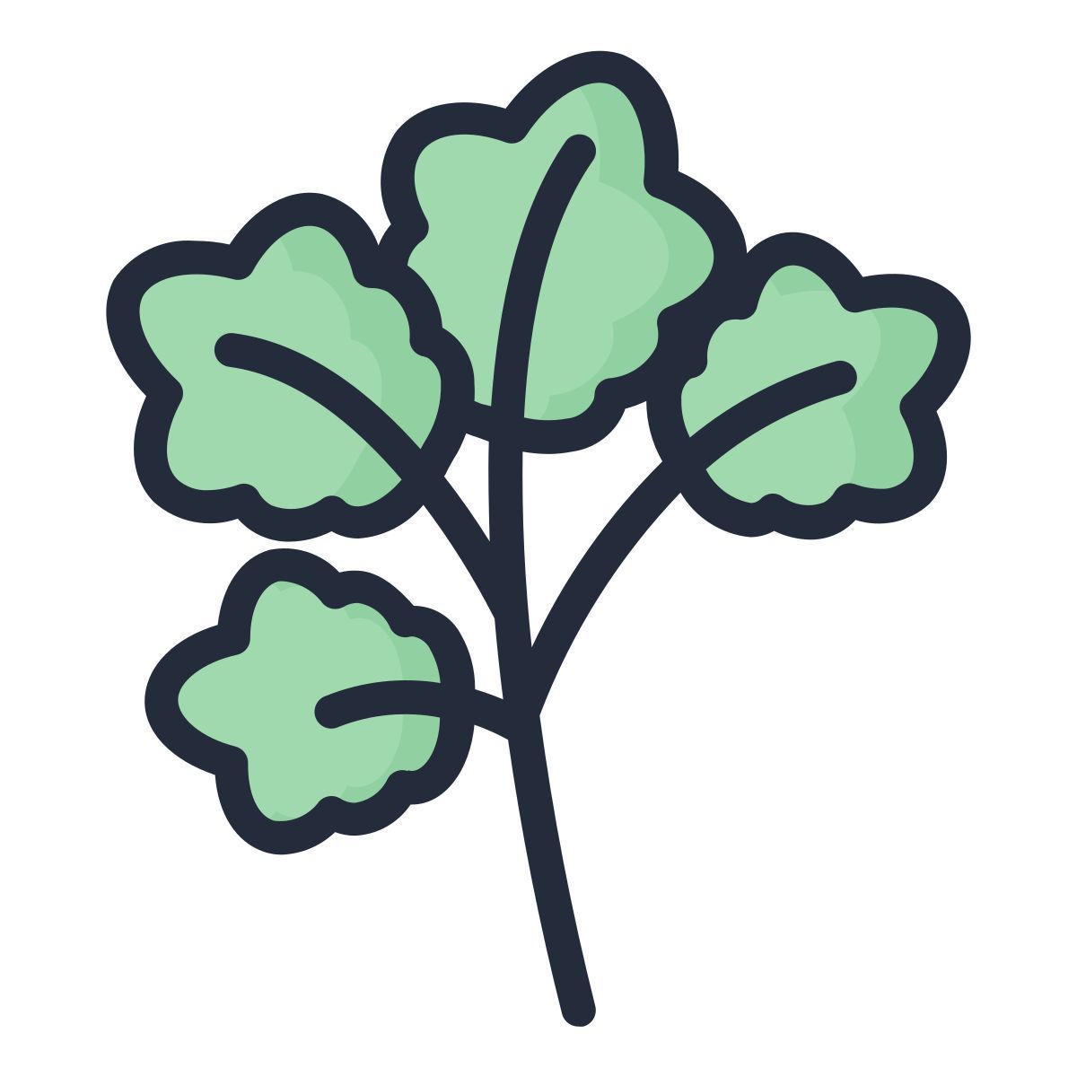 coriander icon