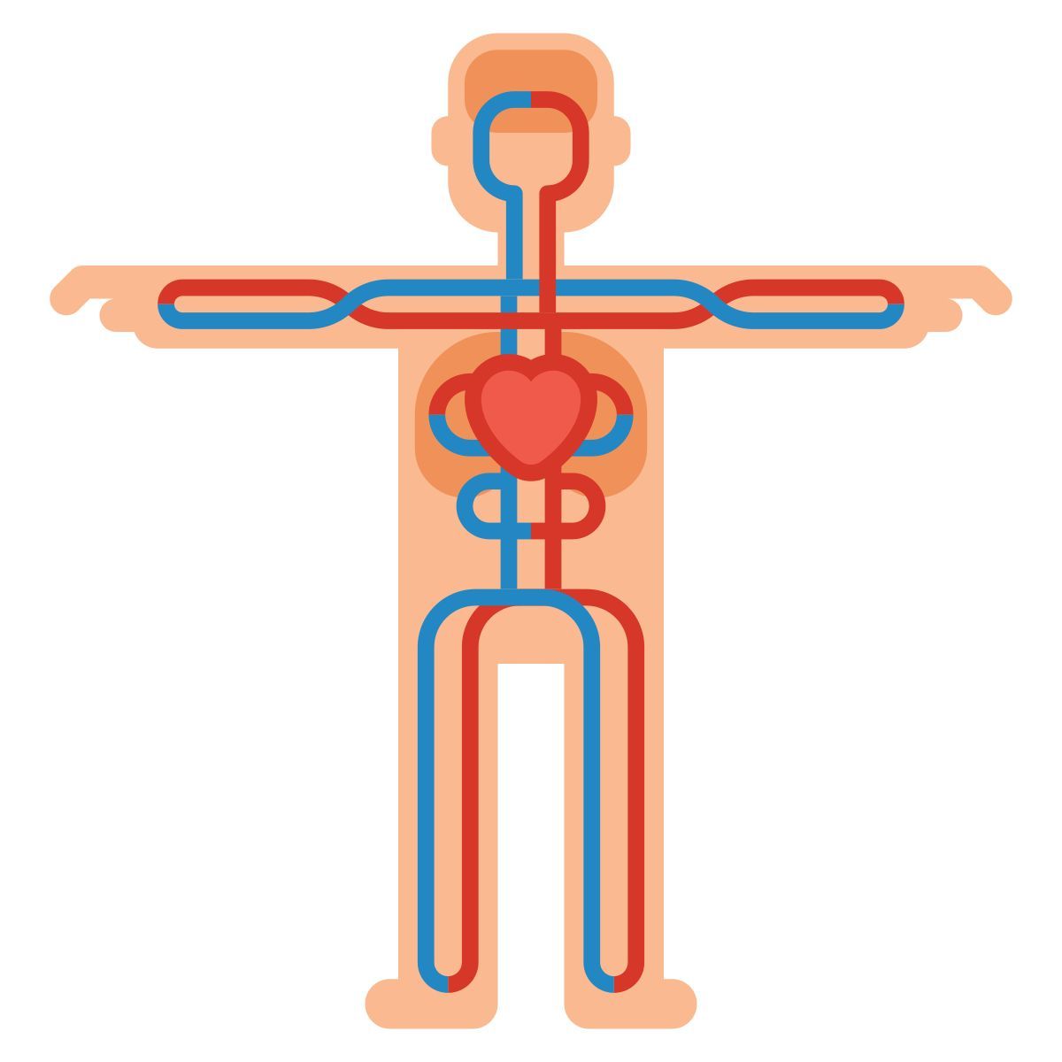 circulatory system icon